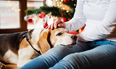  The best products you need for your senior pet this Christmas
