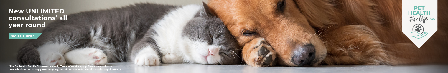 Vets in Kent | Vets Near Me | Sandhole Veterinary Centre