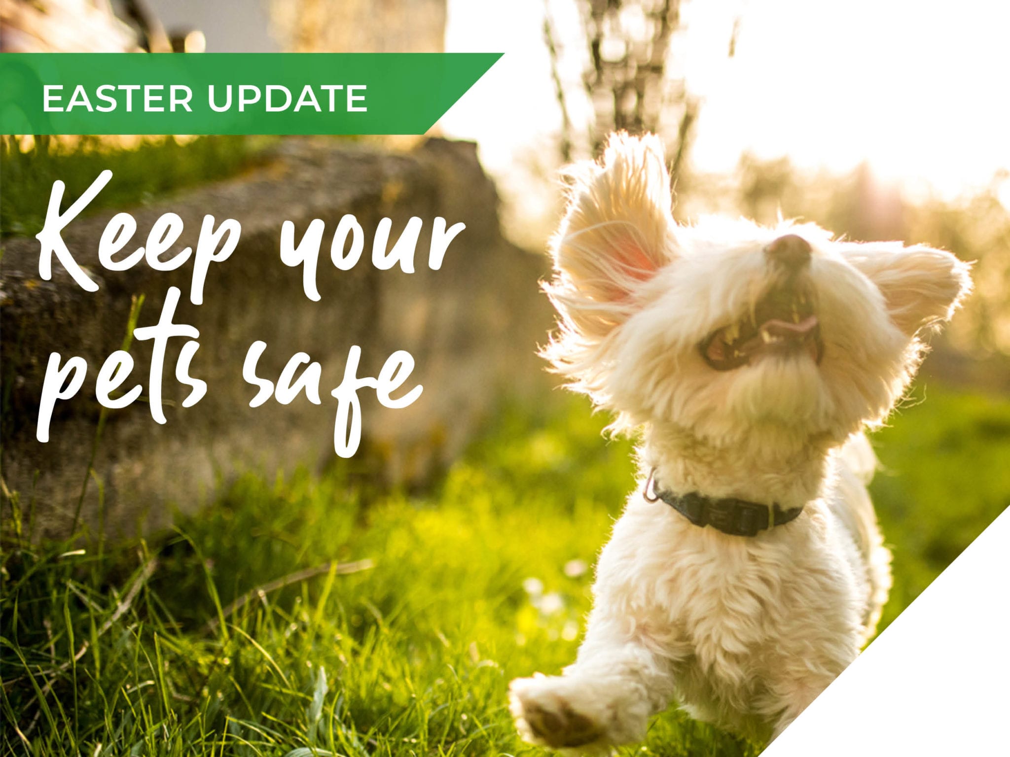 The weekend of chocolate & treats – keeping our pets safe