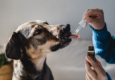 Pet Medication: Top Tips for Administrating Your Pet's Medicine