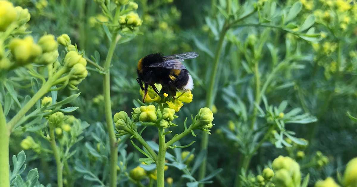 Practice’s wildlife garden wins bronze award