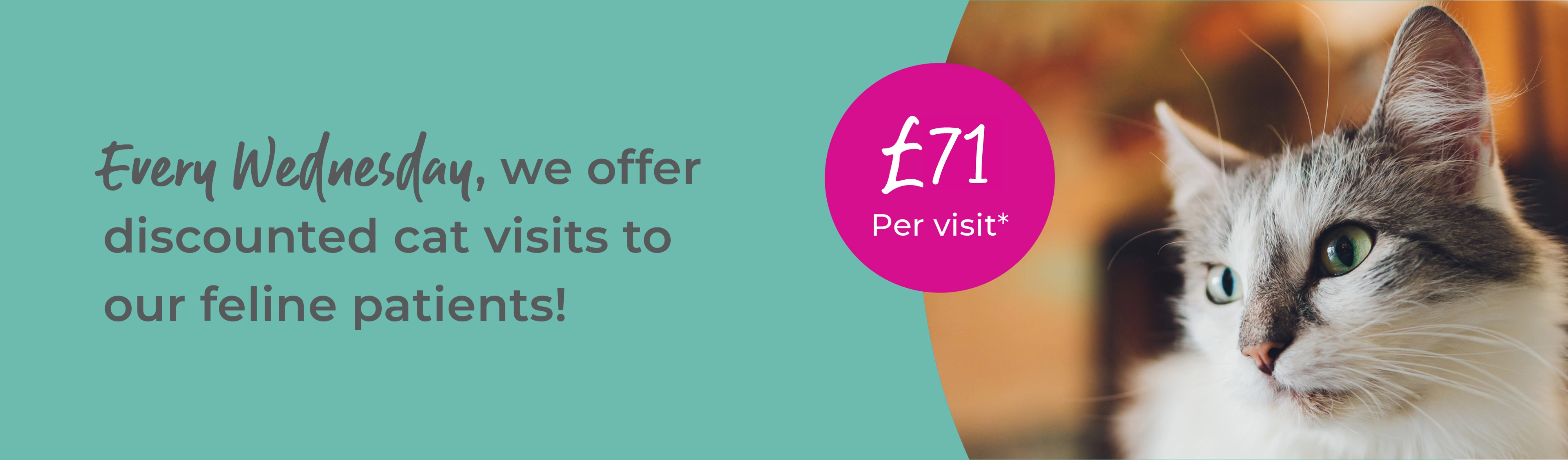 Cat Visit Service | Sandhole Vets
