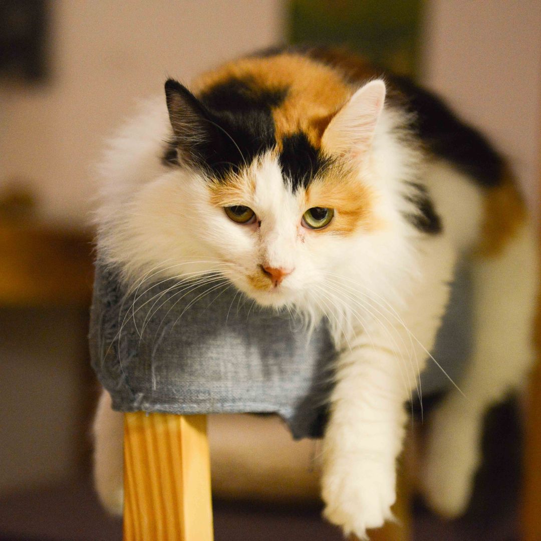 cats in season