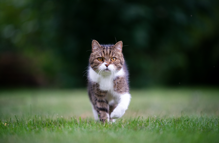 A cat after cat microchipping at Sandhole Vets