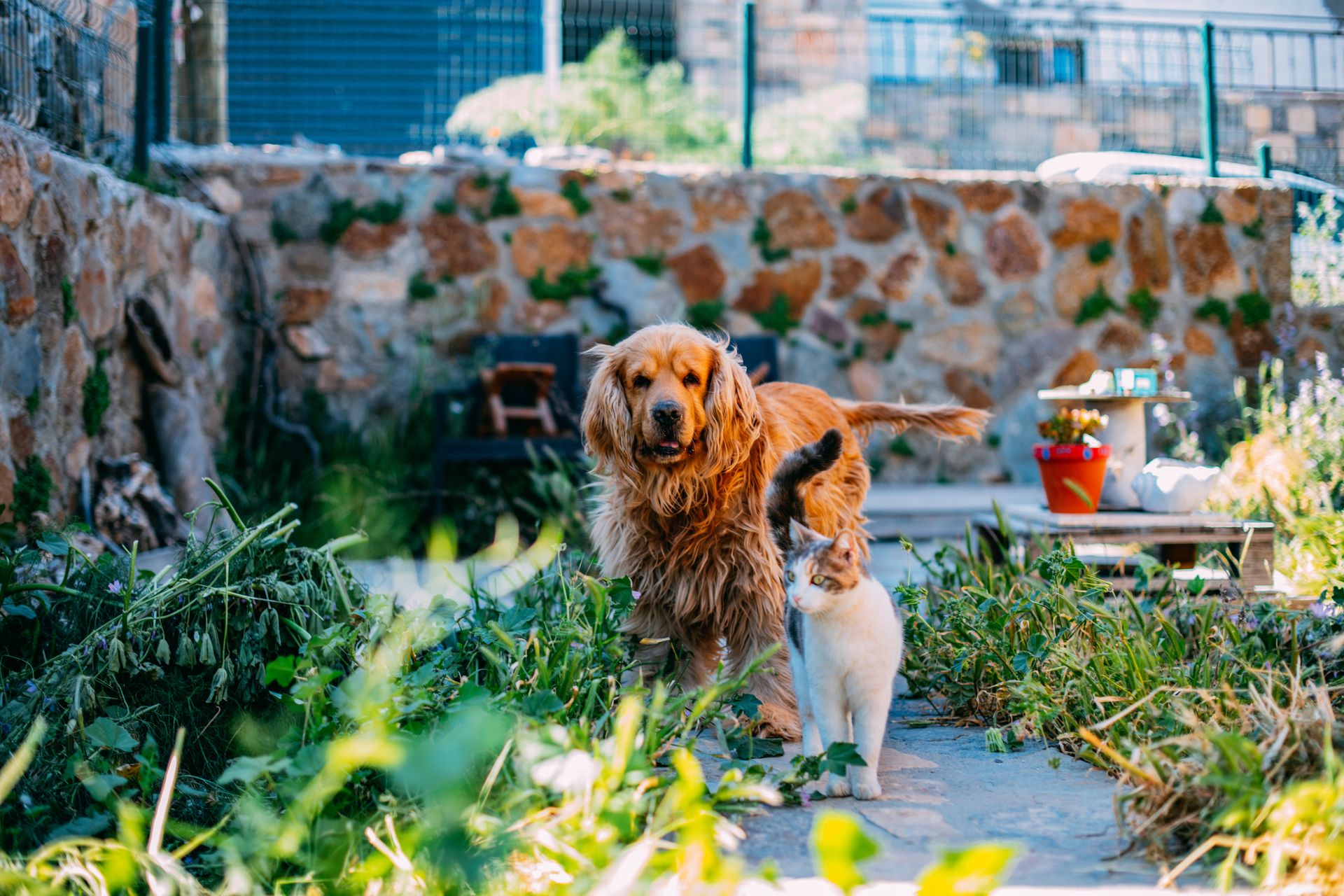 emergency vets near me- Cat & dog on patio