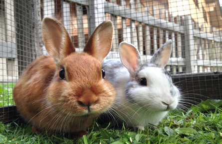 Flea and worm treatment for Rabbits
