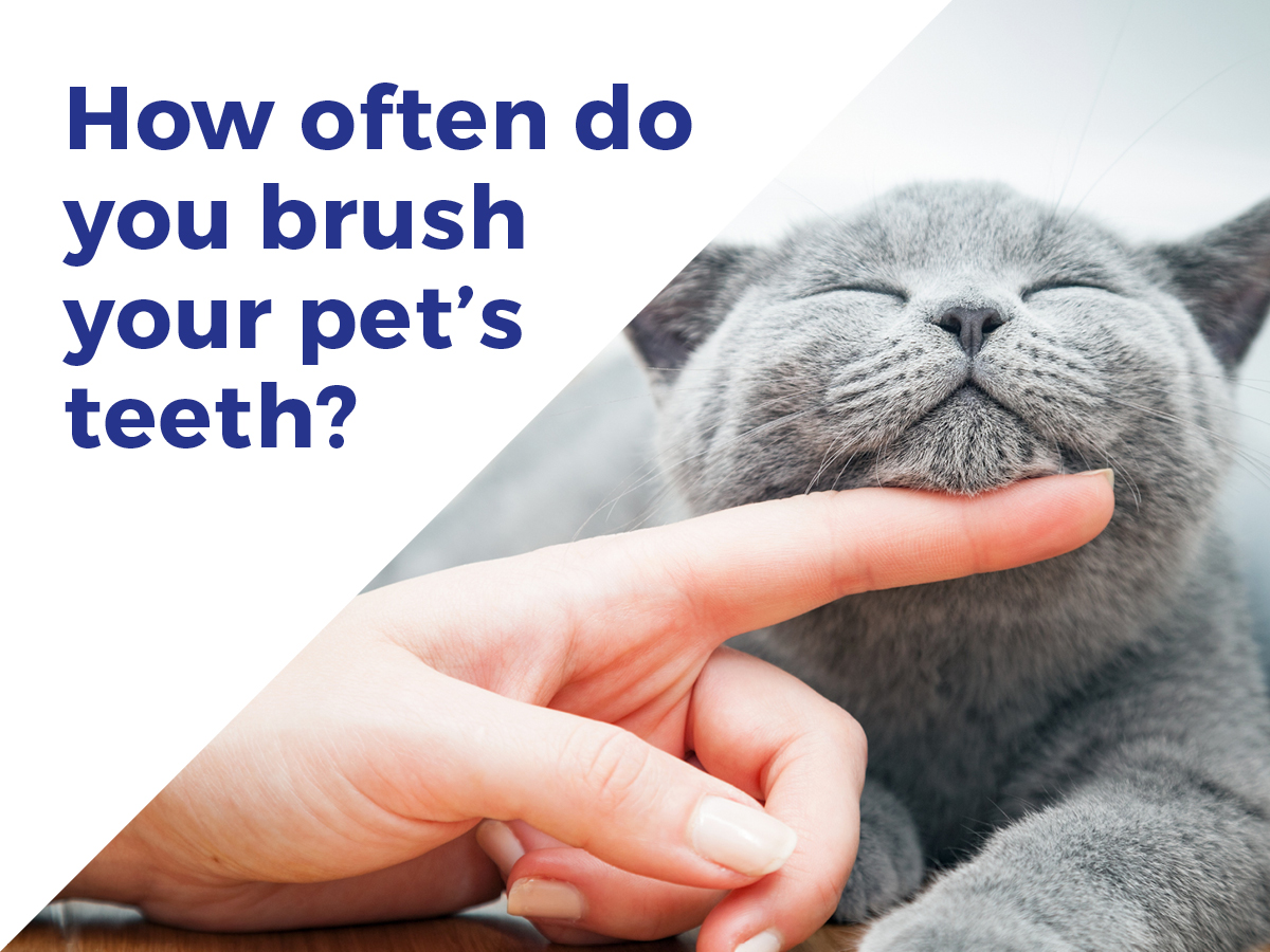 Tooth brushing guide for small animals