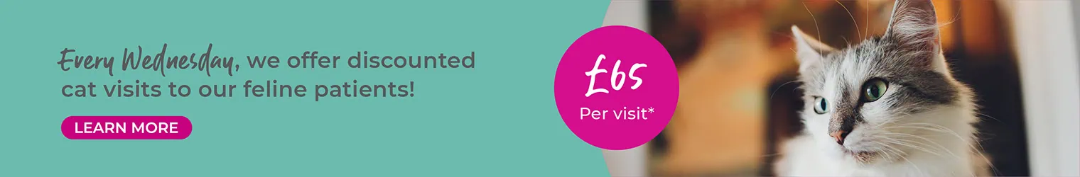 Vets in Kent | Vets Near Me | Sandhole Veterinary Centre