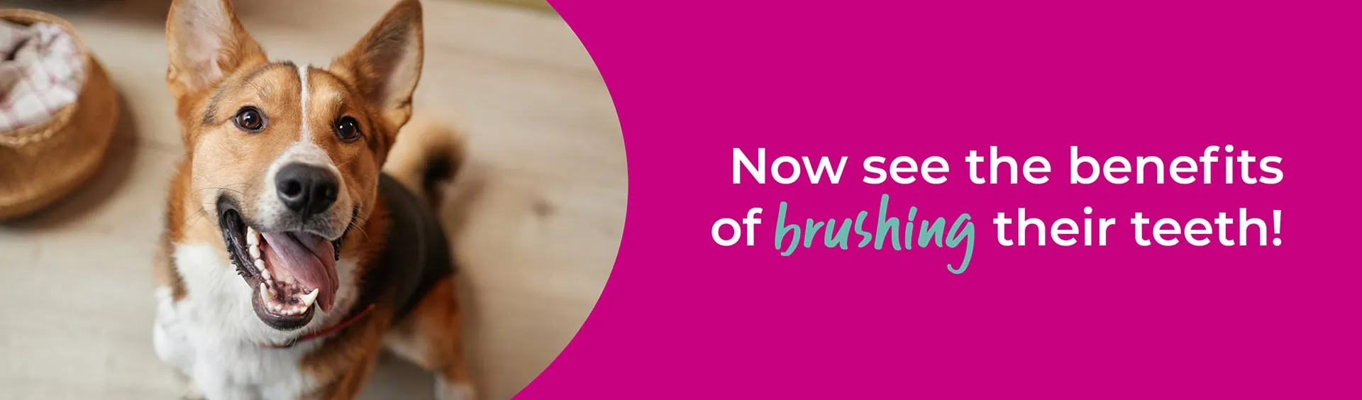 Pet Dental Care | Sandhole Veterinary Centre