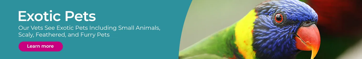 Vets in Kent | Vets Near Me | Sandhole Veterinary Centre