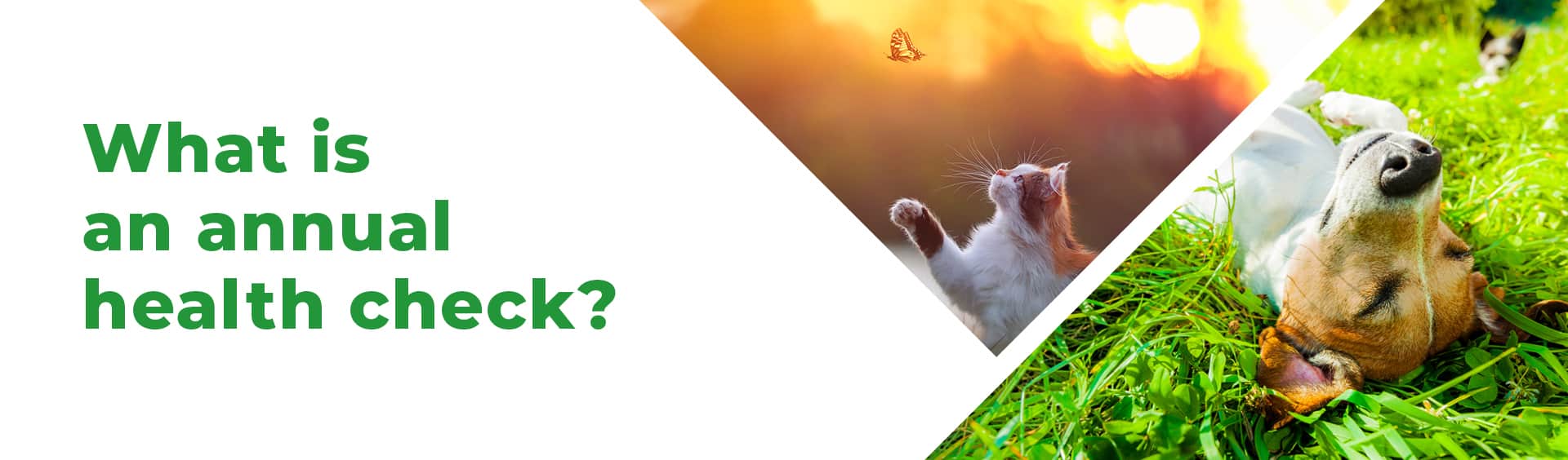 Annual Health Check Pet Health Care Sandhole Vets