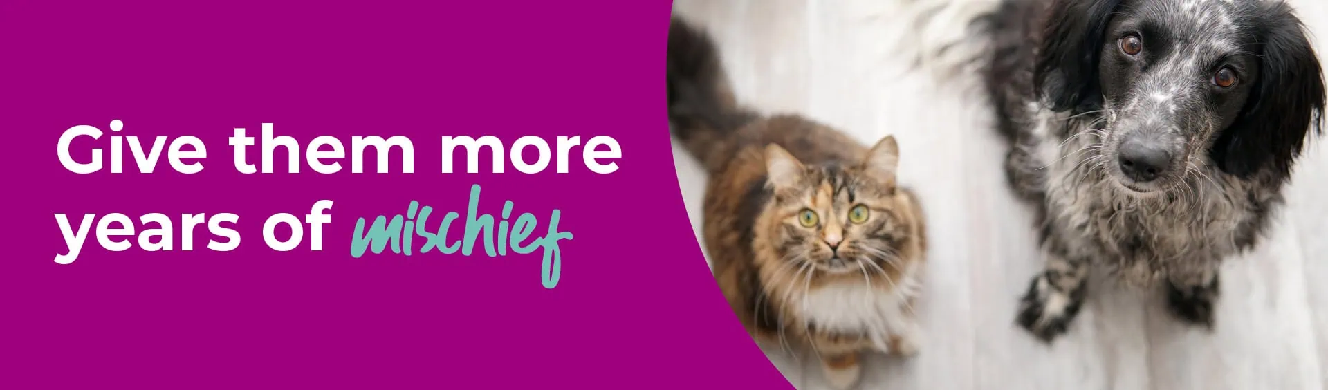 Senior Pets | Caring for Older Pets | Sandhole Vets