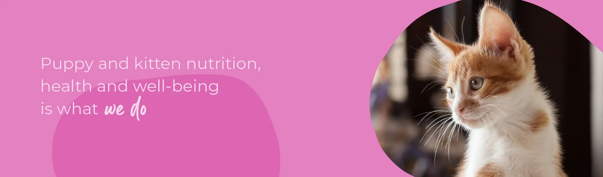 Start of Life for Your Puppy or Kitten | Sandhole Vets