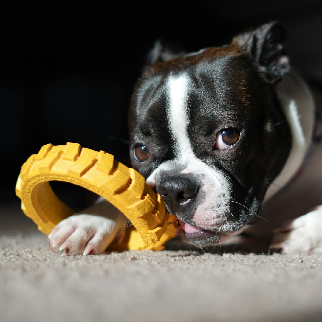 lungworm in dogs