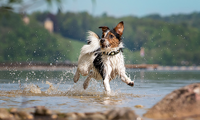 Saltwater poisoning in dogs: Symptoms to look out for