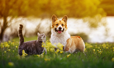 Common allergies in pets (what to look out for)