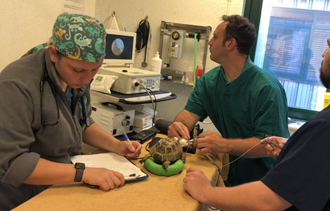 Sandhole vets in snodland undergo life saving surgery after a tortoise swallows 6 screws endscopy