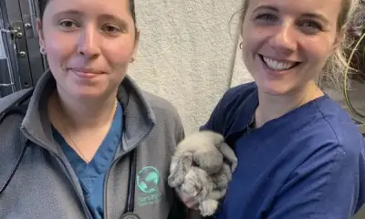 We've Received a Silver Award From Rabbit Welfare Association and Fund (RWAF)