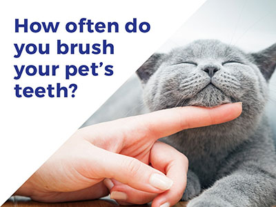 Tooth Brushing Guide for Small Animals