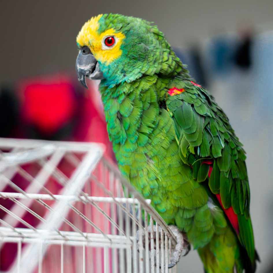pet_parrot_tended_to_by_Sandhole_Vets.jpg
