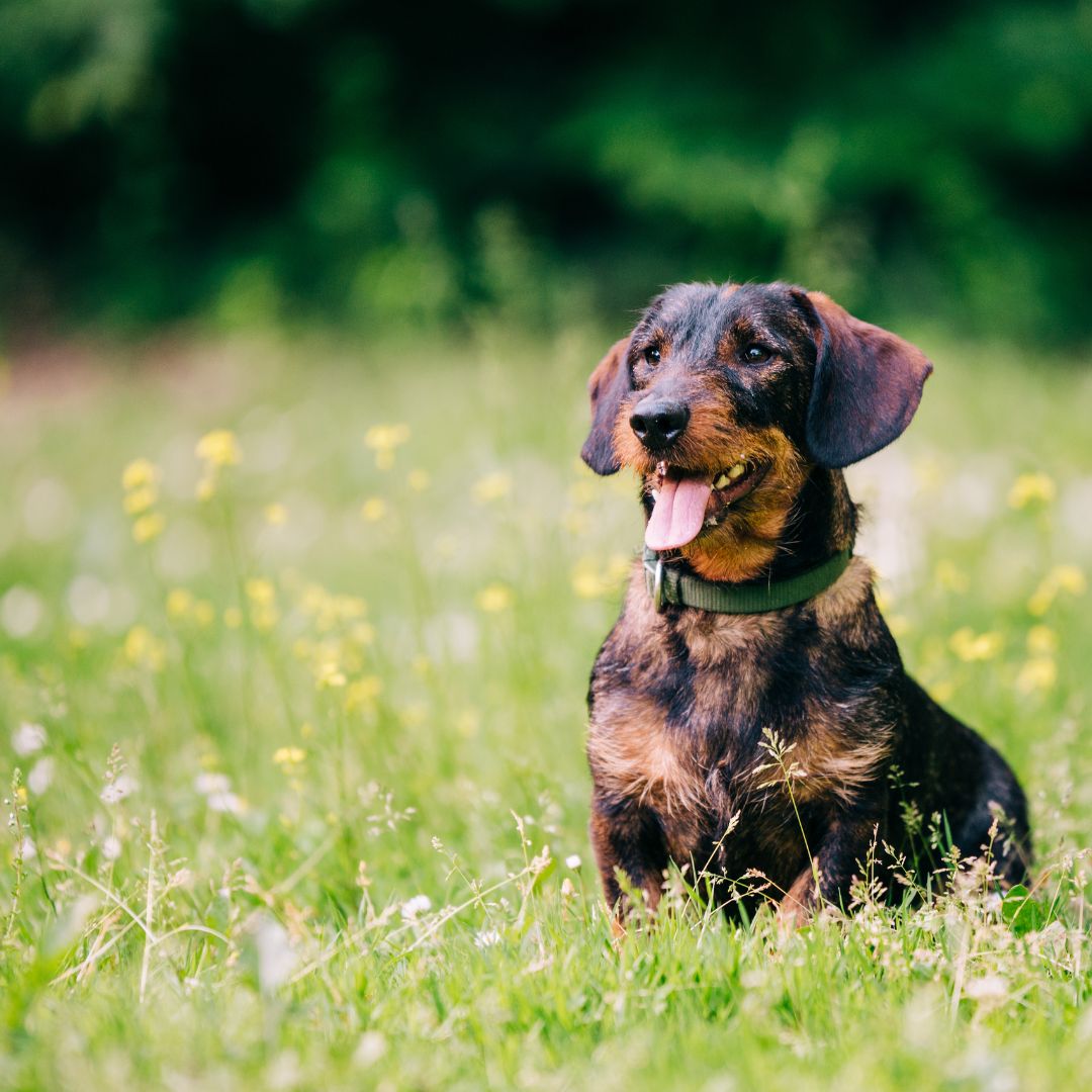 tapeworm in dogs